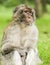 Barbary Macaque sitting looking off into the distance.