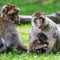 Barbary macaque suckling from its mother