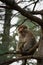 Barbary macaque yawning on a tree branch