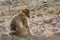 Barbary macaque,ï¿½Barbary ape, orï¿½magot on a background of rocks.