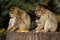 Barbary Macaques