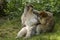 Barbary Macaques.