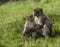 Barbary Macaques.