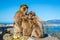 Barbary macaques family