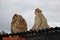 Barbary macaques family living at Gibraltar. Mother monkey carries baby on its back and young monkey looking up