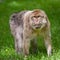 Barbary Macaques Monkey