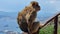 Barbary Macaques monkey on upper rock in Gibraltar Natural Reserve.