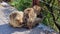 Barbary Macaques monkey on upper rock in Gibraltar Natural Reserve.