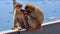 Barbary Macaques monkey on upper rock in Gibraltar Natural Reserve.