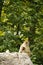 Barbary macaques mother and son