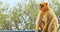 Barbary macaques sitting on car`s roof