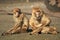 Barbary macaques trio