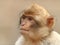 Barbary monkey