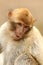 Barbary monkey