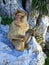 Barbary monkey ape sitting on Rock of Gibraltar, Europe