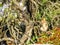 Barbary monkey ape sitting on Rock of Gibraltar, Europe