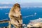 Barbary Monkeys sylvanus macaca