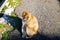 Barbary Monkeys sylvanus macaca