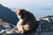 Barbary Monkeys sylvanus macaca