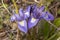 barbary nut (gynandriris sisyrinchium) flower