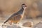 Barbary Partridge - Alectoris barbara