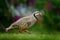 Barbary partridge, Alectoris barbara, bird in the green grass with blurred violet flower at the background, animal in the nature h