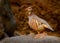 Barbary Partridge - Alectoris barbara is gamebird in the pheasant family Phasianidae of the order Galliformes. It is native to