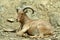 Barbary sheep