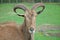 Barbary sheep