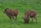 Barbary Sheep