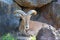 The Barbary sheep Ammotragus lervia,