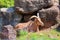 The Barbary sheep Ammotragus lervia,