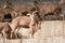 Barbary sheep Ammotragus lervia or Atlas mouflon