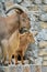 Barbary sheep or Ammotragus lervia close up