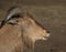 Barbary sheep head