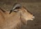 Barbary sheep head