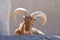 A Barbary Sheep head close up showing off its impressive horns Ammotragus lervia