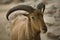 Barbary sheep horns