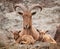 Barbary sheep mother with twin lambs