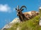 Barbary sheep (Ovis orientalis) in the mountains. Made with Generative AI