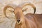 Barbary Sheep portrait