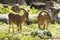 The barbary sheep Standing on grass