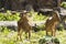 The barbary sheep Standing on grass