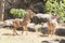 The barbary sheep Standing on grass