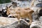 Barbary sheep standing on the rock