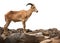 Barbary sheep standing on stone isolated