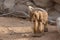 A Barbary Sheep stands proudly showing off its impressive horns Ammotragus lervia