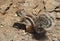 Barbary Squirrel