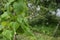 Barbasco or Dioscorea composita plant in the garden