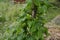 Barbasco or Dioscorea composita plant in the garden